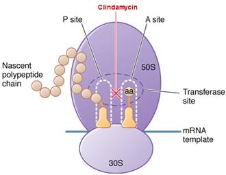 Clindamycine | Medicijn ervaringen en bijwerkingen