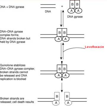 Dexamethasone cream price